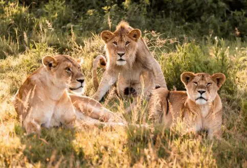 Tanzania safari prayer travel preparation
